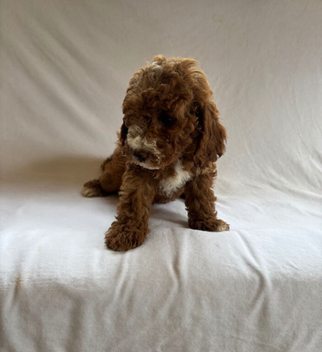Adorable f1b cavapoo puppies