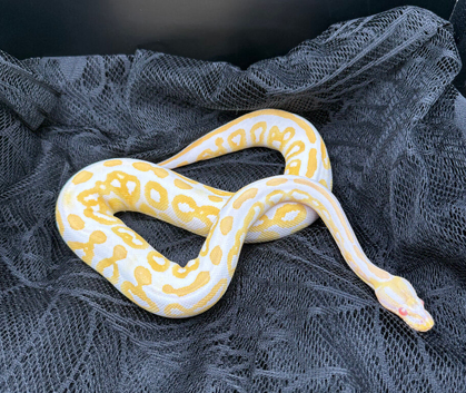 Ball Pythons