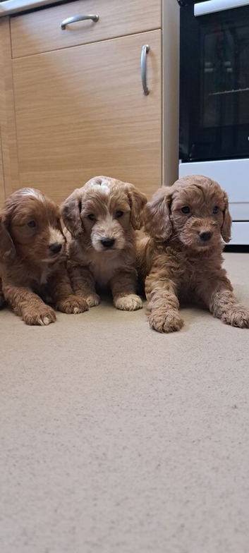 3 little baby girls