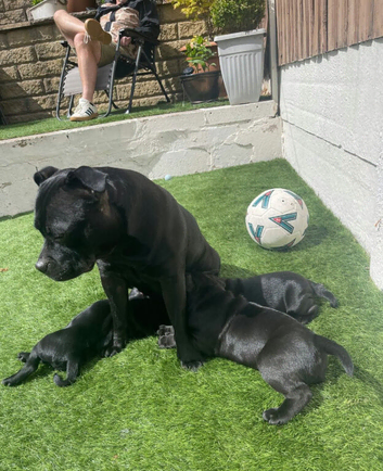 Outstanding black Staffordshire bull terrier puppies