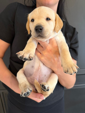 Simply the best Labrador puppies for sale KC registered
