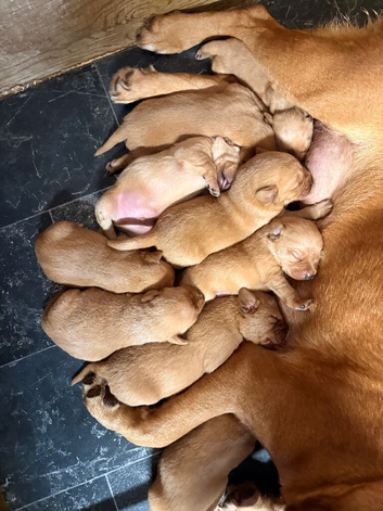 Stocky Red Labs