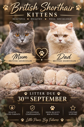 BSH/BLH Kittens Ready to Be Reserved