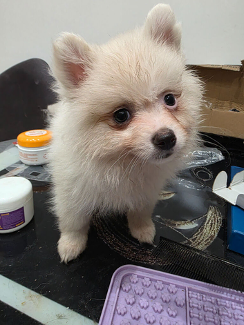 Cream  female pomeranian puppies