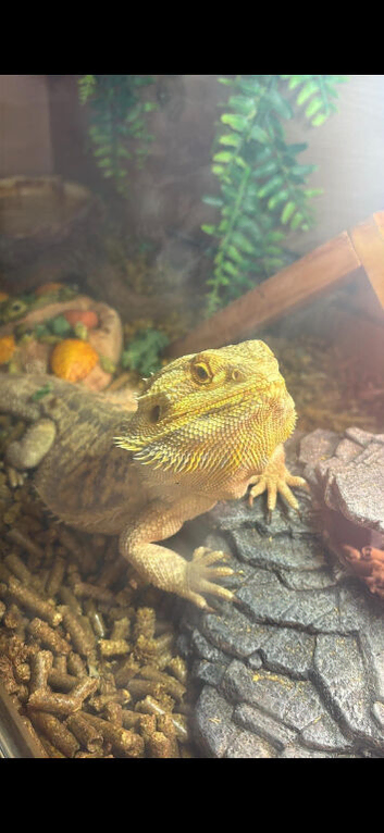 Bearded dragon