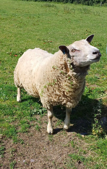 Charollais ram