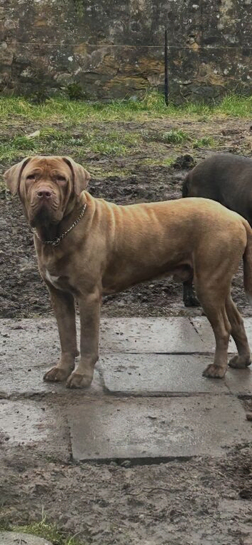 Mastiff mix