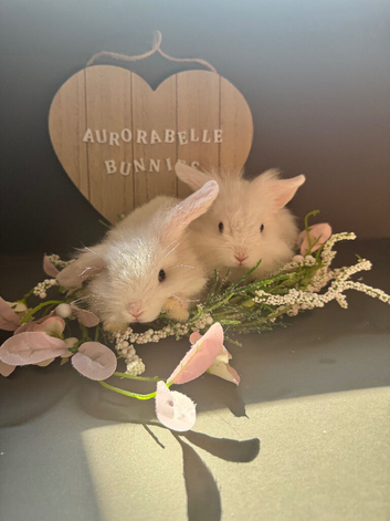 Adorable Lion Lop Bunnies (ready now) Looking for Their Forever Homes