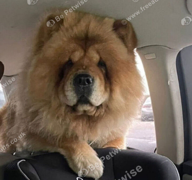 4 year old chow female