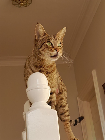 100% Pedigree Savannah F3 TICA Registered Female.