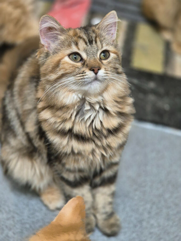 RESERVED-Cute young cats