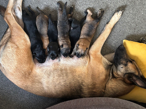 Belgian malinmoi  x Alsatian