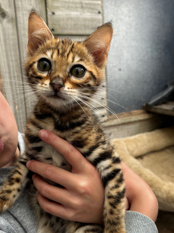 1 boy Bengal kitten