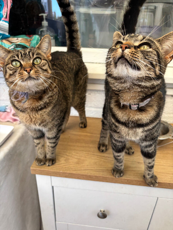 2 female cats