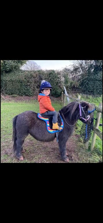 Mini Shetland Pony