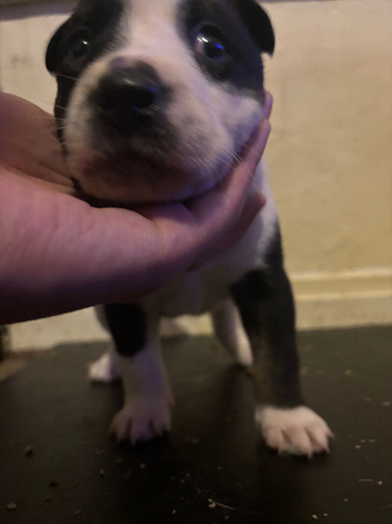 Beautiful Bullkita Puppies