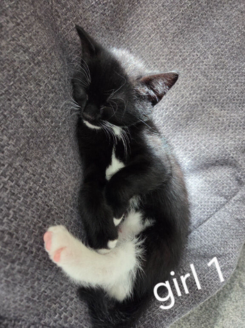 2 girls kittens for sale 7 weeks old