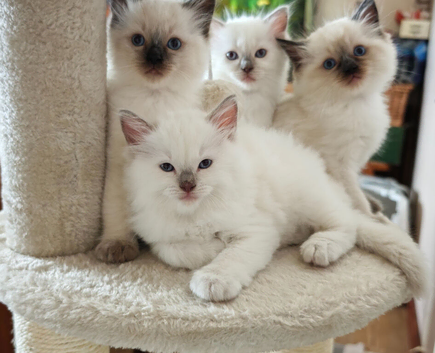 Ragdoll kittens