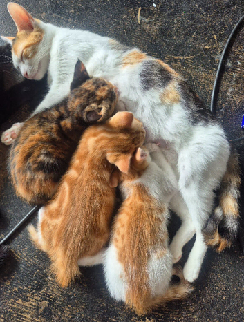1 beautiful male kitten ready for his forever home.