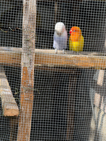 Love. birds