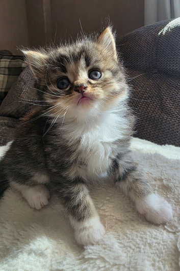 Beautiful British long haired kittens