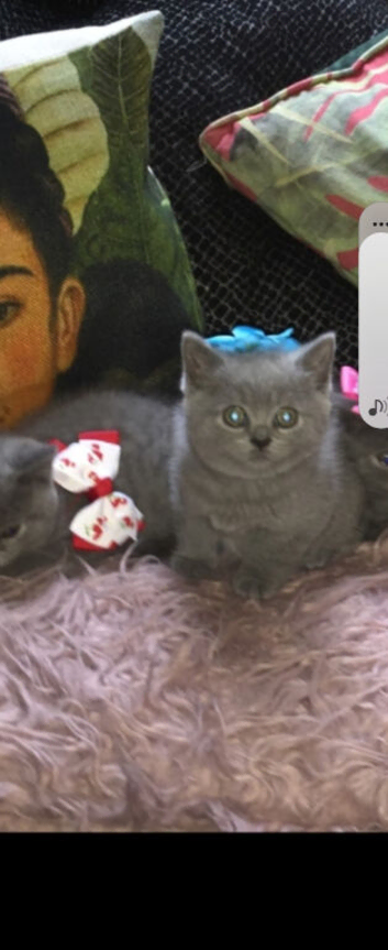 3 FULL BSH KITTENS READY TO LEAVE MOM AND DAD AVALIABLE TO VIEW