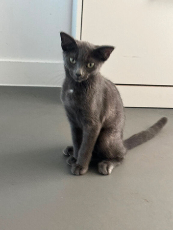 Kitten