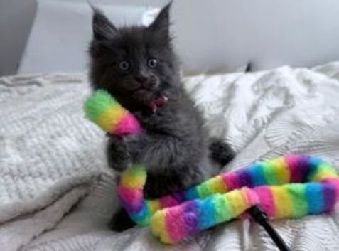 ragdoll / mainecoon kittens