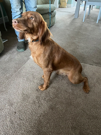 Cocker spaniel
