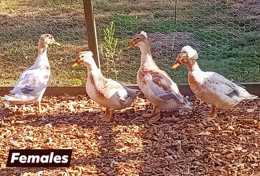REDUCED 4 Pairs Crested Miniature Appleyard aka Crested Bantam Ducks