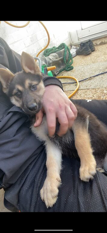 German shepherd female