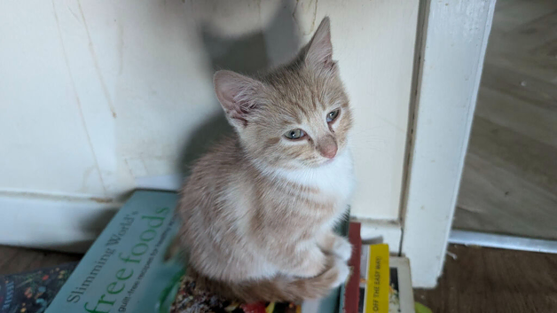 Kittens