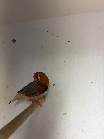 Finches for Sale