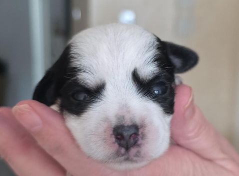 Lovely little girl looking for a lovely home