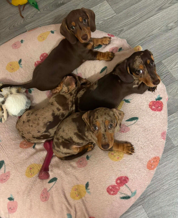 +*+*Outstanding KC Reg Miniature Dachshund Puppies &ndash; Ready Now*+*+