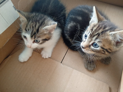 Kittens ready to leave now!!