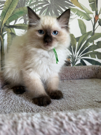GCCF REGISTERED SEAL POINT RAGDOLL KITTENS