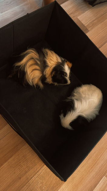 Two guinea pigs