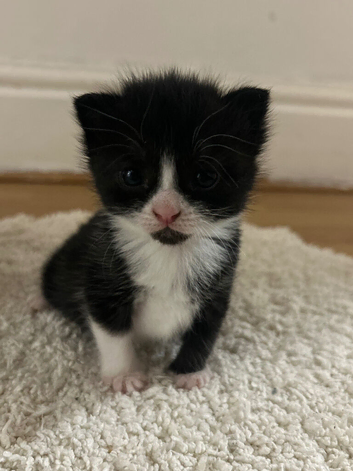 Hello everyone I&rsquo;m having lovely cats Persia puppies 4 weeks old 3 boys and 2 girls the wery  friendly the like  to playing with kids