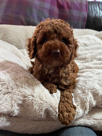 Cavapoochon puppies