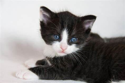 mixed breed Kittens ready now