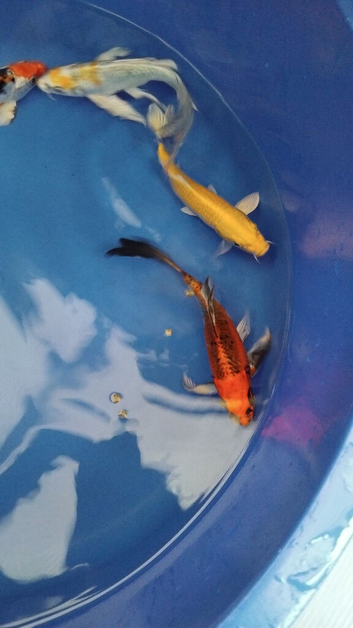 koi  sale 3 x &pound;20  3x &pound;10