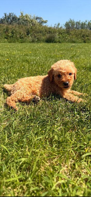 READY TO LEAVE NOW MINIATURE LABRADOODLE PUPPIES
