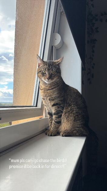 Rehoming Cat