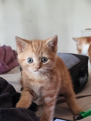 Mixed breed kittens