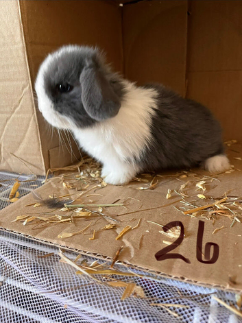 Mini lop female