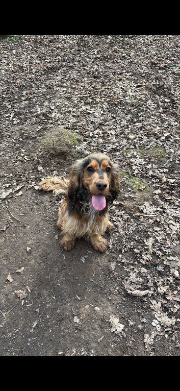 2 year old show cocker male