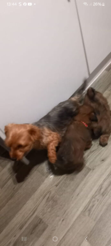 Imperial shih tzu x Yorkshire terrier puppys