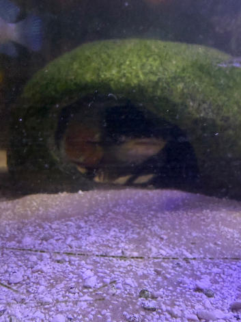 2 electric catfish