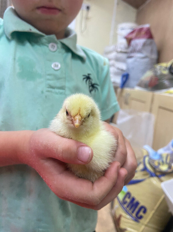 12 day old chicks